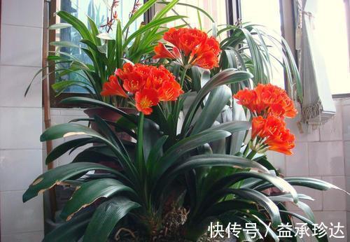 叶片|开春养君子兰，喂点大补肥，长势旺根系壮，叶片挺拔如折扇！