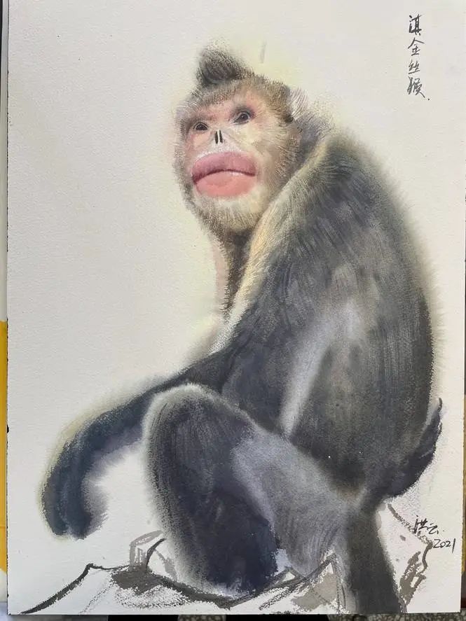 《家在云南》“雪域精靈”滇金絲猴