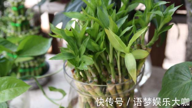 竹报平安|水培富贵竹养着养着就黄叶、不长个?注意4细节,株苗没问题!