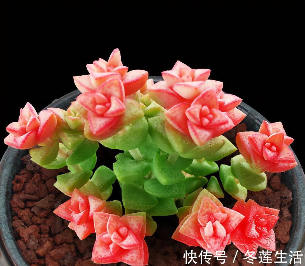 浇水|养多肉小米星,掌握“3秘诀”,叶片肥美,颜色好看得不得了