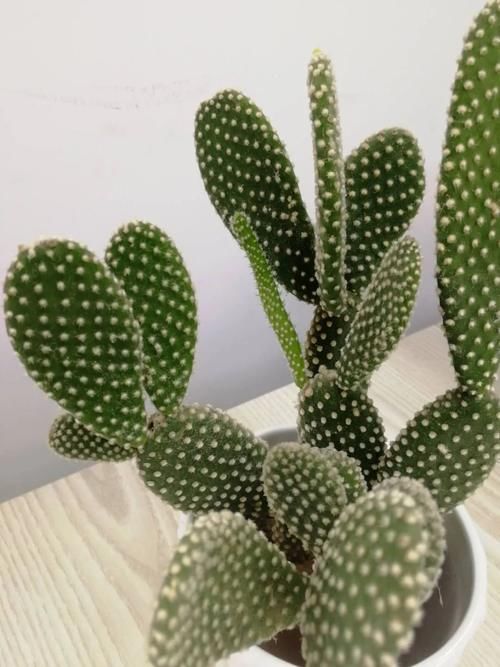 这5款花，不怕不浇水，就怕浇水多，特别适合懒人！