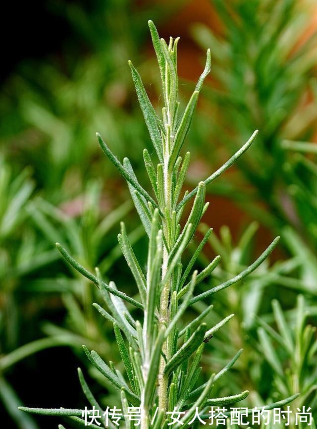 助力烧烤类腌汁食材香浓的窍门,这种香料为佐料用法妙趣不少