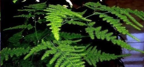 想要文竹长的旺，最好施什么肥？知道一点施肥再也不犯难！