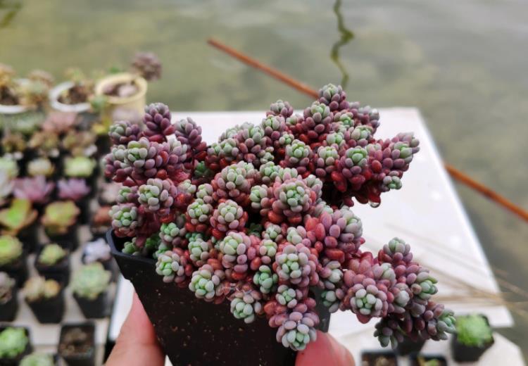 降温|休眠中的多肉,遇上高温天,想“保命”就得落实此4点