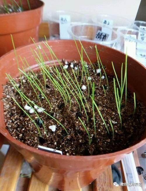 这种球乱养都能活,丢盆里1个月开花,开花太惊艳