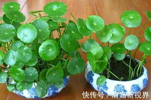 新叶|铜钱草造型不受控制直接剪成光头,加点特效肥,没几天长新叶