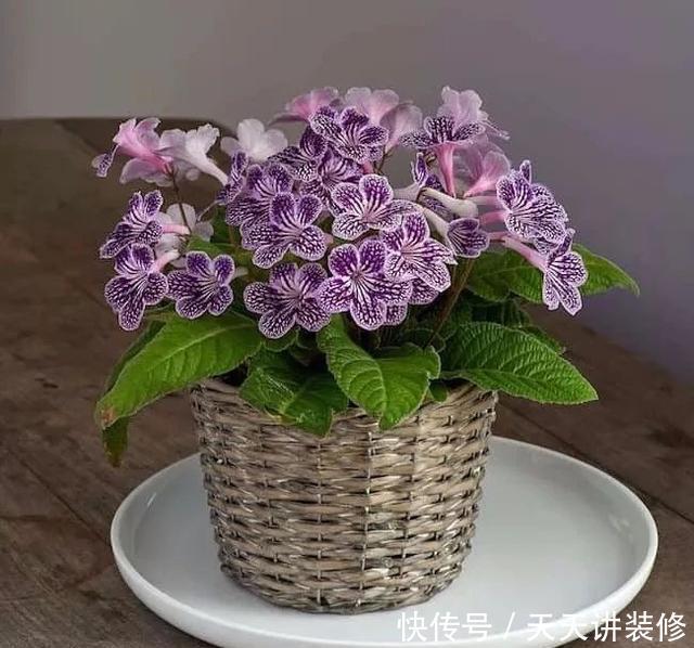 茶几上摆放什么花卉?7种绿植,精巧玲珑,清新素雅,还特好养活