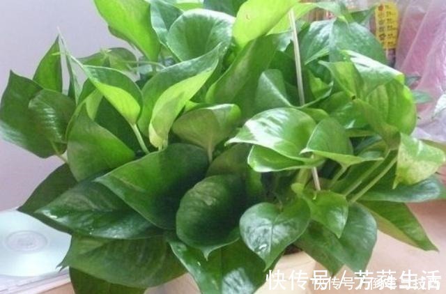 技巧|绿萝到底怎么浇水2个浇水技巧，学会浇水就能把绿萝养爆盆！