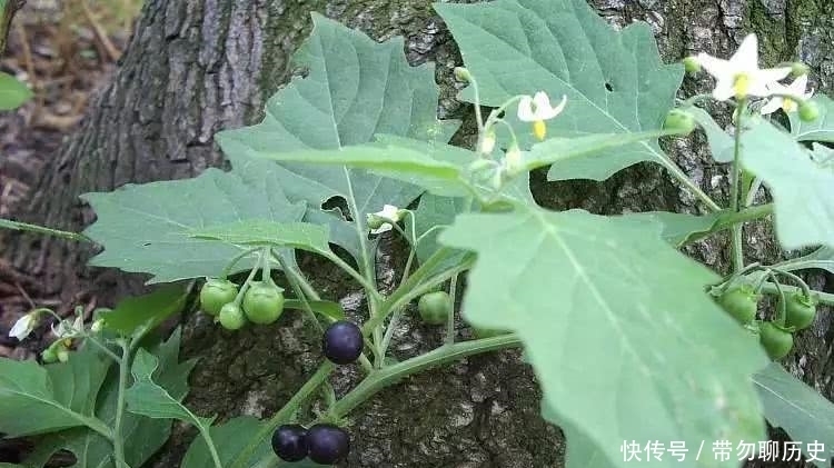  颠茄|这种毒物，小时候你见过吗？