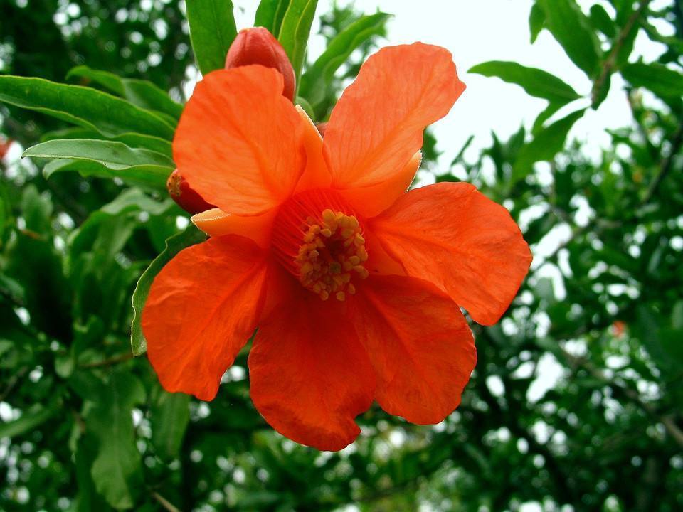 家养一盆石榴花,观花又观果,吸走“含铅毒气”,红红火火家兴旺