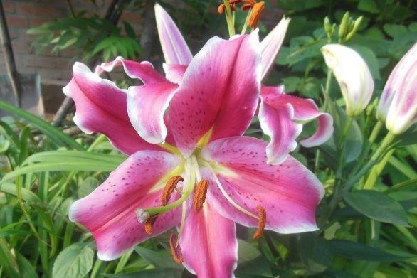 4种花很耐养,沾土就能活,香气袭人,芳香四溢。观赏价值很高