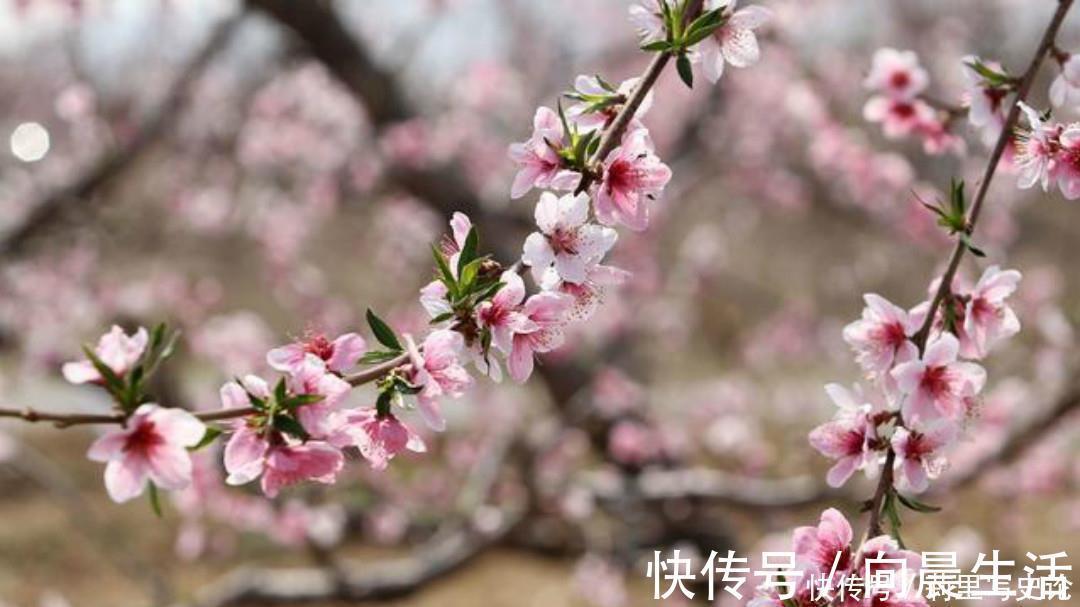 深情&元稹的一片深情让人感动，这首经典的《桃花》，每一句都很感人