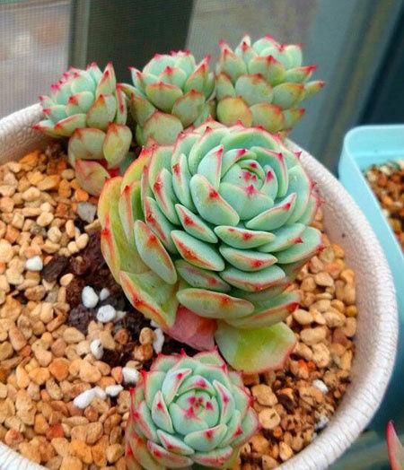 此款多肉，如夜色一般温柔，养护好气质独特迷人，值得拥有