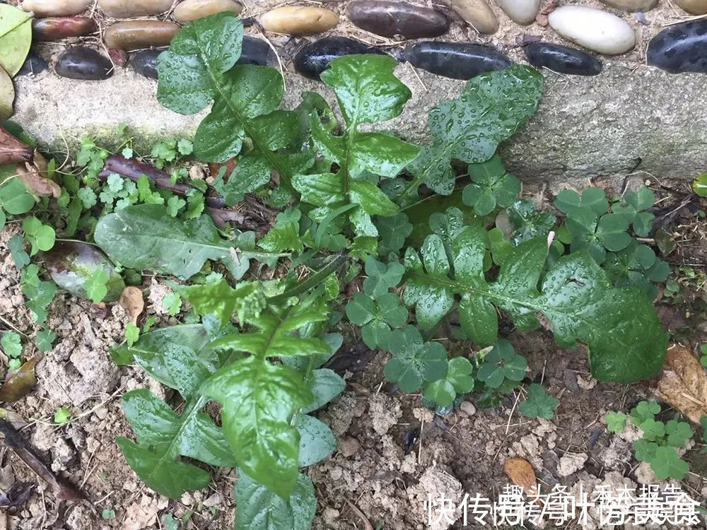 黄鹌菜|曾是穷苦人的救命菜，如今成民间极品野菜，做腌菜是一绝，别错过