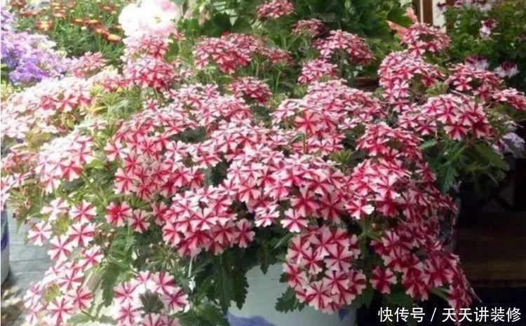  养花就养4种花，家里养一盆，花形别致，散发芳香，你养了吗？