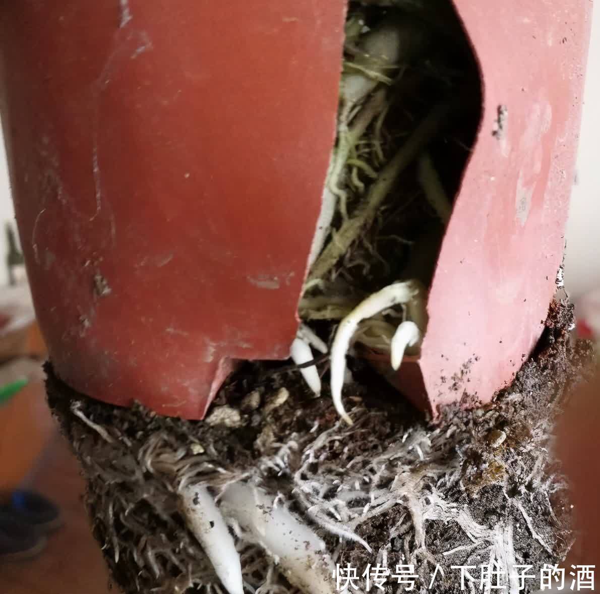 养好吊兰,有3招,叶子又多又大又绿,还有小吊兰