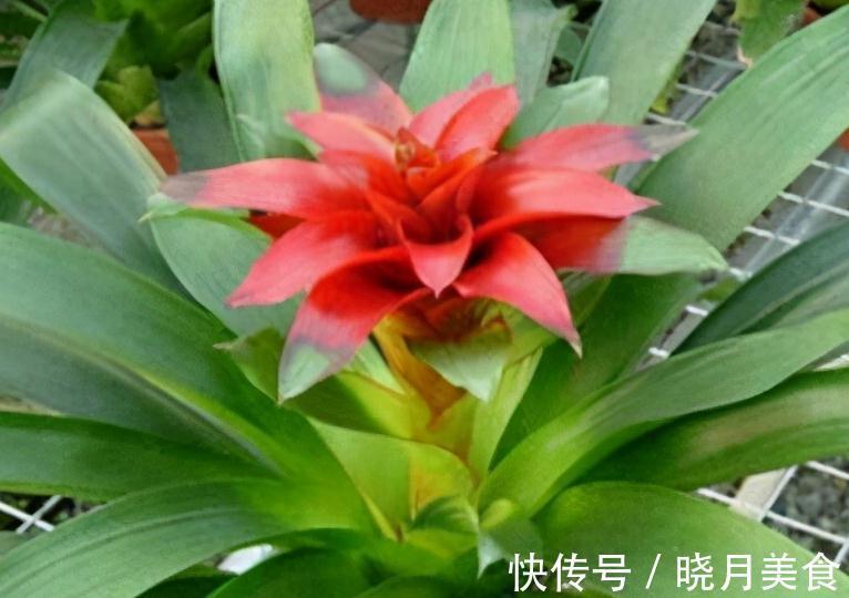 立冬后逛花市，3种花随便买，拿回家好养活，特别上档次