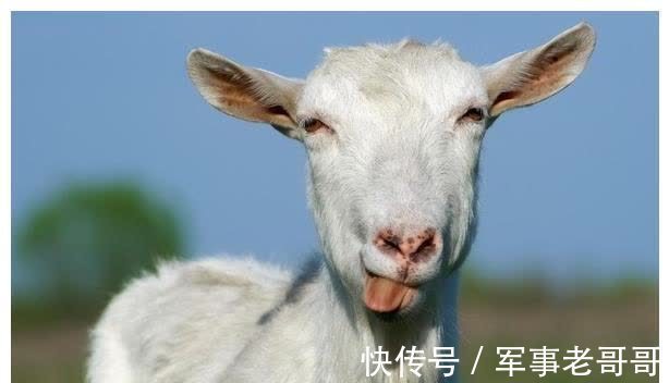 体温升高|气温骤降,养羊一定要预防羊感冒!这5个方法是治羊感冒最常用的