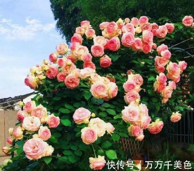 鹤望兰|阳台采光差，建议你别养这10款花，长势差难开花，越养越生气