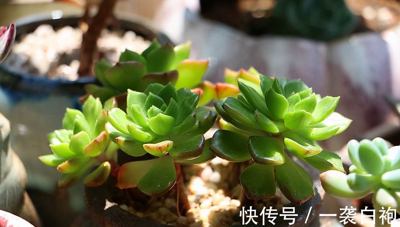 浇水|寒冷的冬季怎么把多肉蒂亚养得白白胖胖?从这3点入手