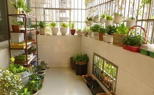 花卉|家里花太多养不过来？试试4种花，不用精心打理也能爆盆