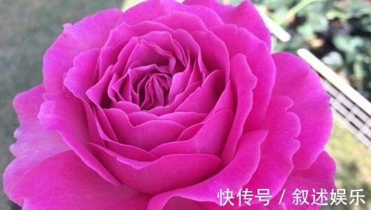 伊芙蓝宝石|新手养花不如养一盆“伊芙蓝宝石”,花姿雅致,花形优美