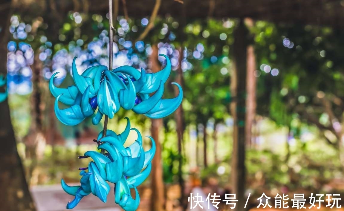 学名|旅行看世界:地球上最稀有的9种花,它们生长在哪儿,您见过吗?