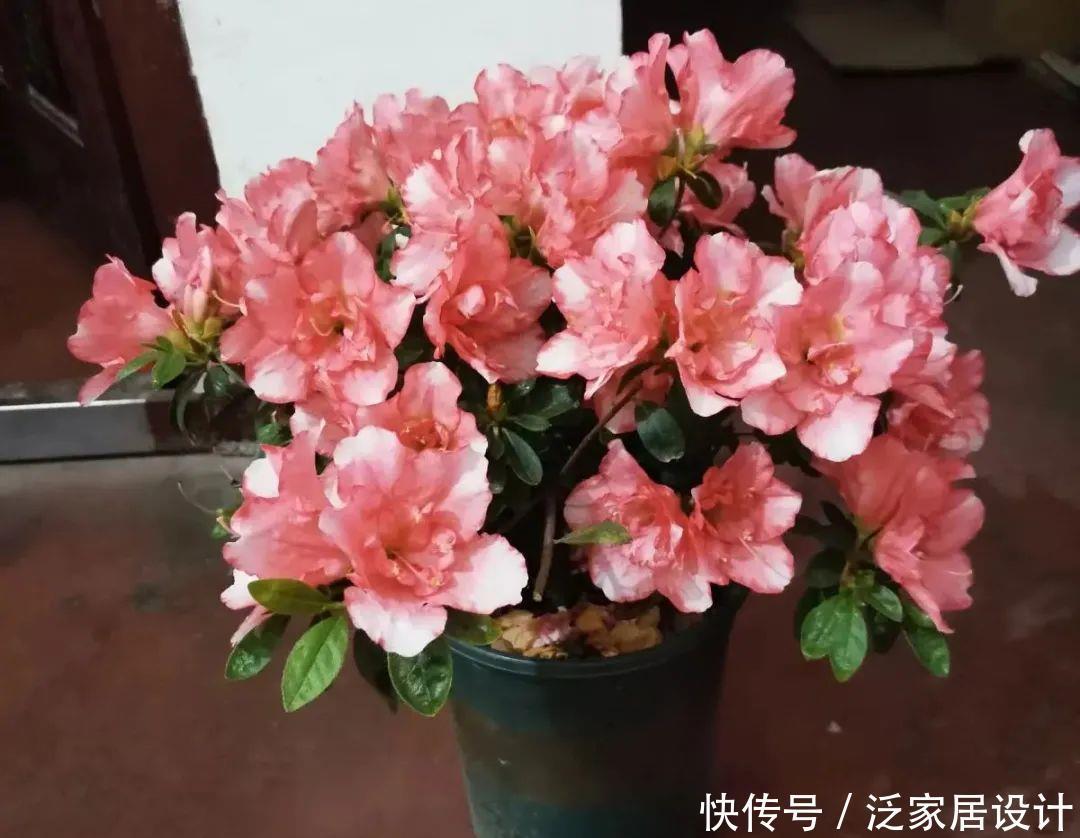 养花技巧:冬天最娇气的9种花,不要随便买,养不活浪费钱