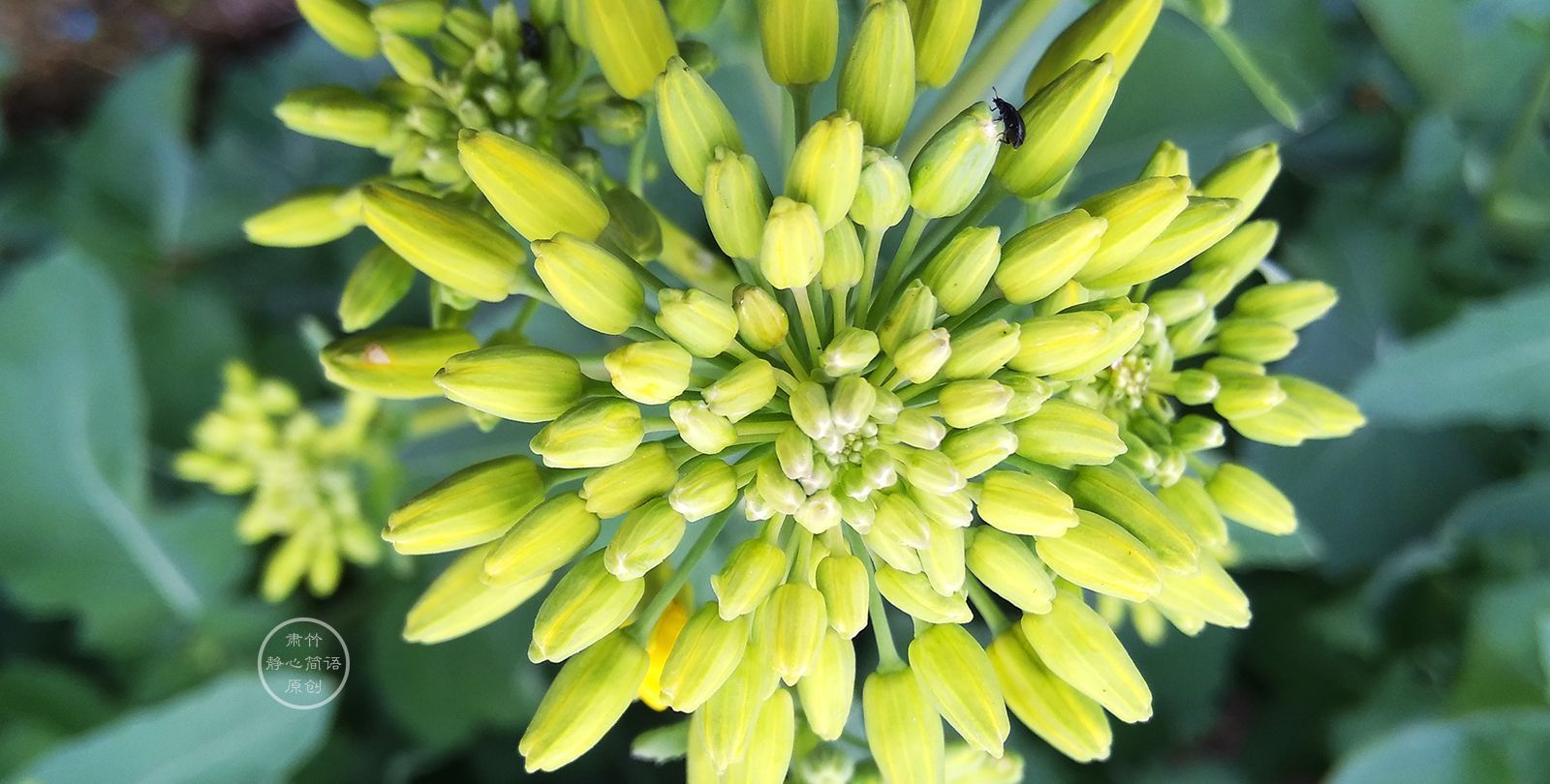 欢笑&将日子变成茶园,种下欢笑,也种下梦想