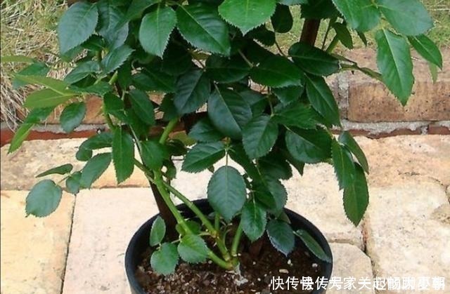 月季|家里月季“睡醒了”，需要给它做“几件事”，才能长得旺，开花多！