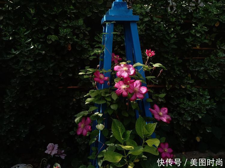 美好时光|花园改造:3年前买了栋带170㎡花园的房子,过上种花草的乡村生活