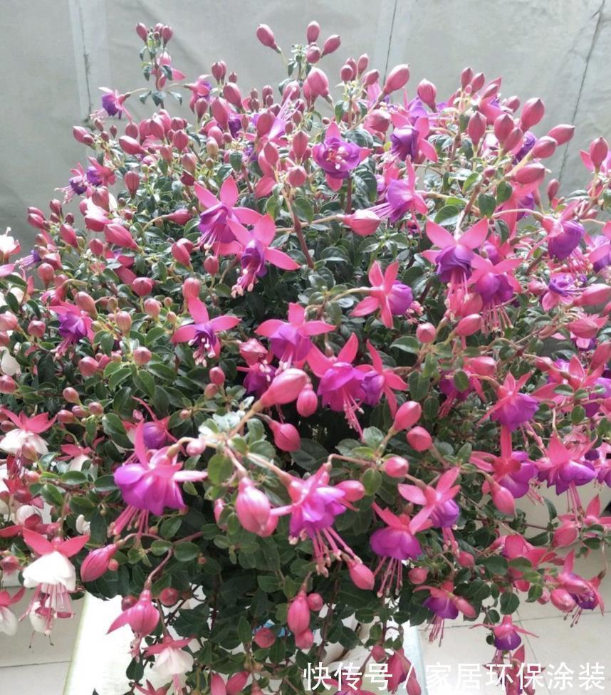 秋天|5种漂亮花,都是“夏必死”,十个八个养不好,花市见了也别买