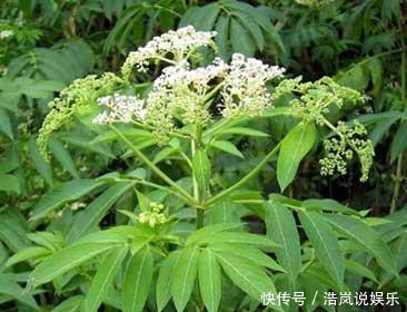 农村常见的野草，不仅能解毒消炎，还有通络活血的功效