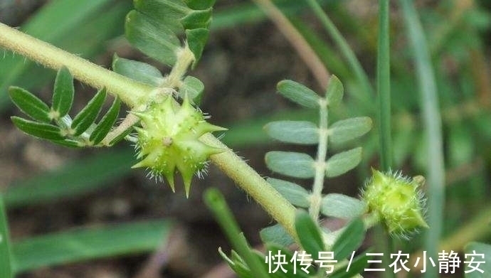 农民|果实都是刺,曾被农民用于喂牲畜,如今却一斤卖13元,成抢手货