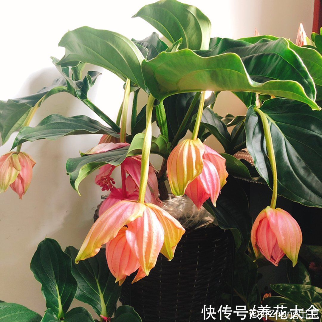 贵花|8种贵花,一盆好几百,有钱了一定要买一盆