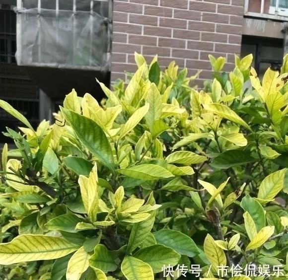 黄叶|这四种酸水浇花,1个月浇一次,叶子浓绿、开花稠密