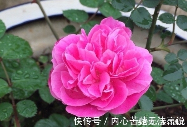 婆婆养月季只选一种,好养抗性强,关键“爱”开花,比养欧月实在