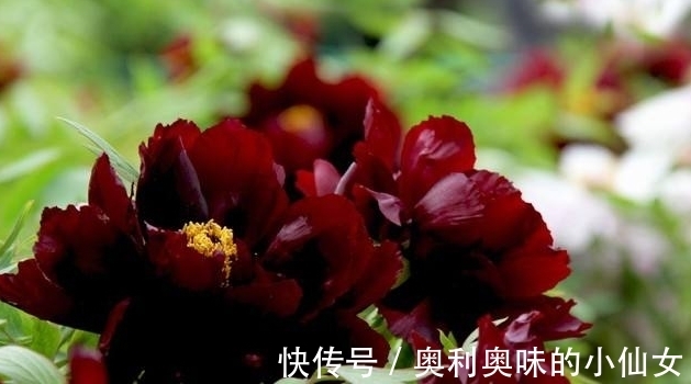 神秘黑色花朵，爱菊不如爱它，盛开之时犹如黑色蝴蝶翩翩起舞！