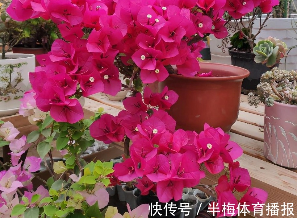 家庭养三角梅，不达到这4个条件，盆栽很难四季开花