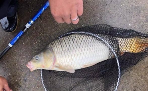 夜钓鲤鱼，真的不用吹，这套钓法最管用，大鲤鱼接连入护