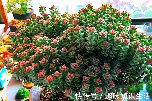 老桩|为数不多的好看又好养的多肉,不徒不挂活得久,3年成漂亮老桩!