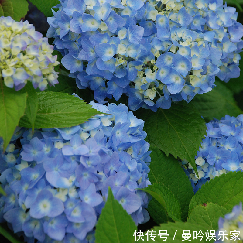 橡皮树|杭州发现一户人家阳台,太惊艳了,像御花园一样美,拍给大家晒晒