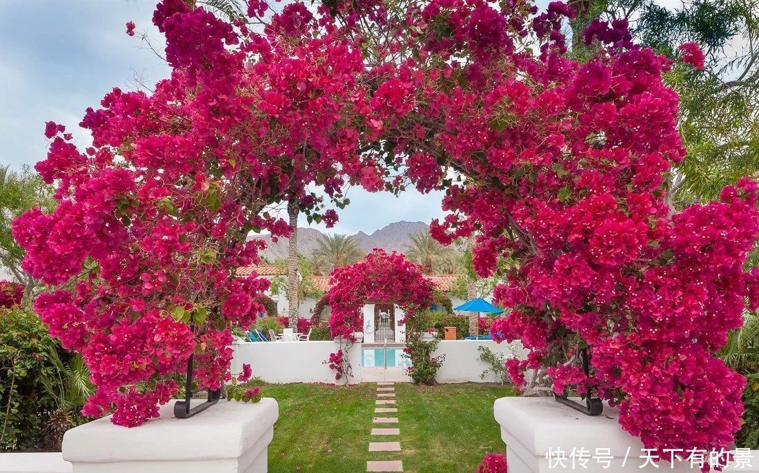 花期|5种漂亮花，越晒越开花，暴晒也不怕，开成“花疙瘩”