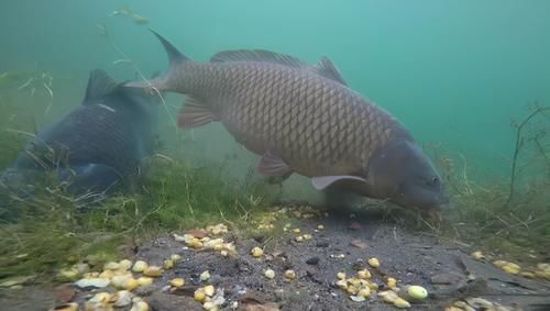 野河钓鲤鱼，能做到七钓七不钓，快速上鱼不是事