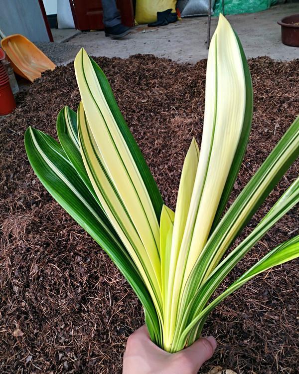 养好君子兰，根本不花钱，找点“废物”浇一浇，长成“极品兰”