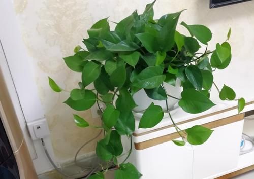 家庭盆栽绿萝不见长？靠它解决问题，一不留神枝叶就溢出盆