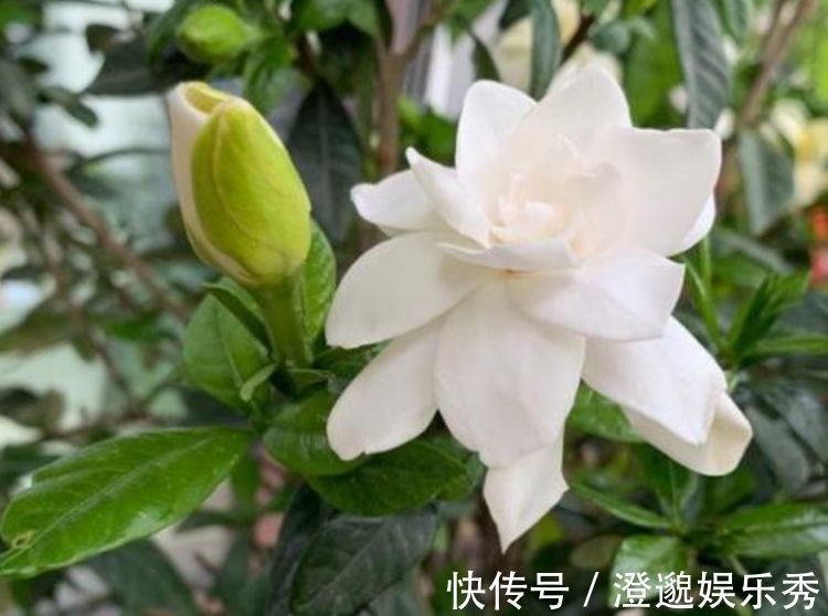 栀子花|4种花好养易活,旺财又养人,好养漂亮,一开就是300多天