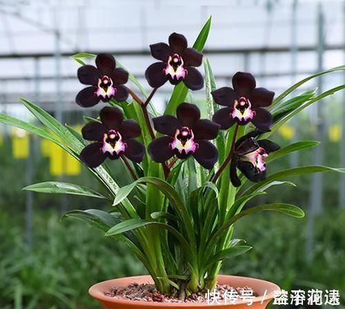 兰花新宠“黑雪姬”，花色神秘，花型妖娆，兰香扑鼻，猎奇兰首选
