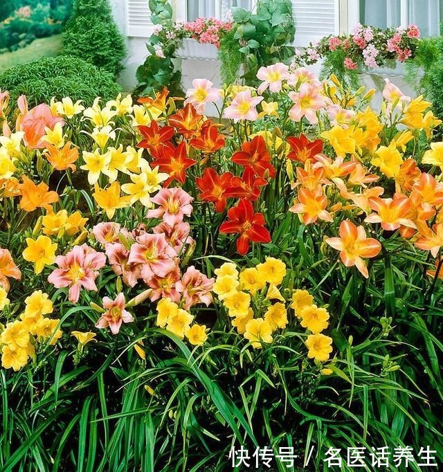 家里种棵“黄菜花”，开花几十年，花大如百合，满院“妈妈花”