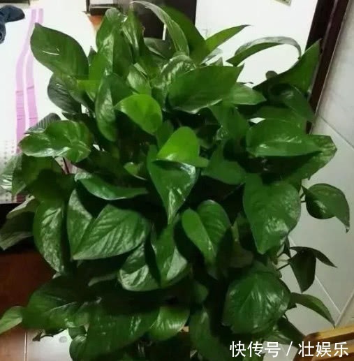 养绿萝、铜钱草,学会关键1招,叶子油绿长得旺,呼呼爆成绿瀑布